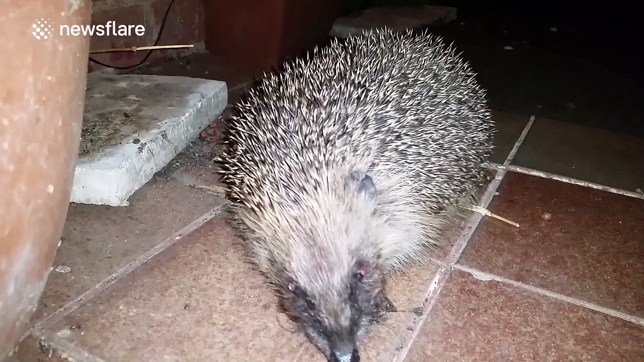 Friendly hedgehog unphased by human interaction