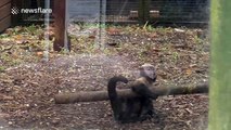 Capuchin monkey has a great time playing with log