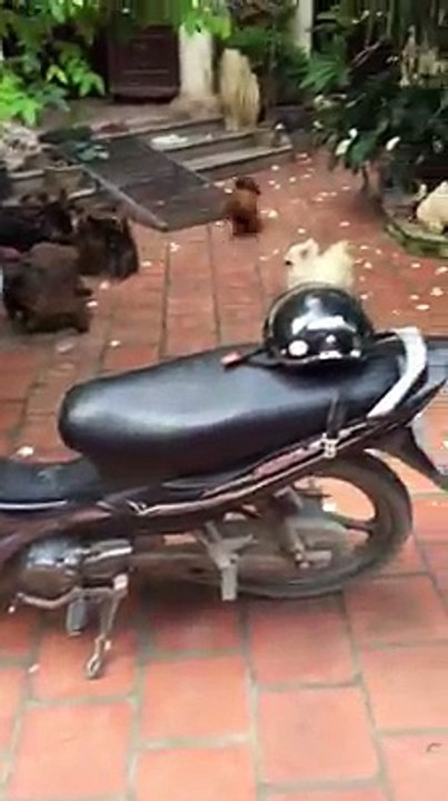 pet - dog fur lovely gray [Rough Collie][Newfoundland]