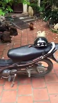 pet - dog fur lovely gray [Rough Collie][Newfoundland]