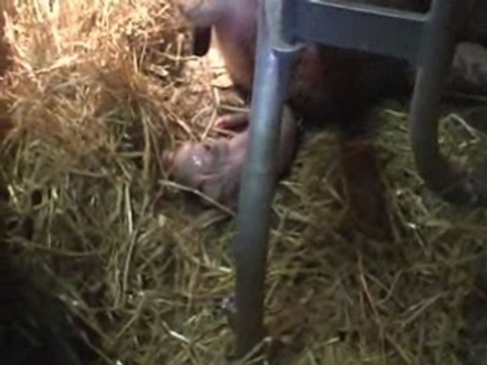 Naissance d'un petit cochon