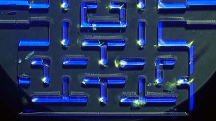 Ces scientifiques s'amusent à Pac-Man avec des microbes