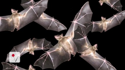 One New York Town Using Bats to Go to War Against the Zika Virus