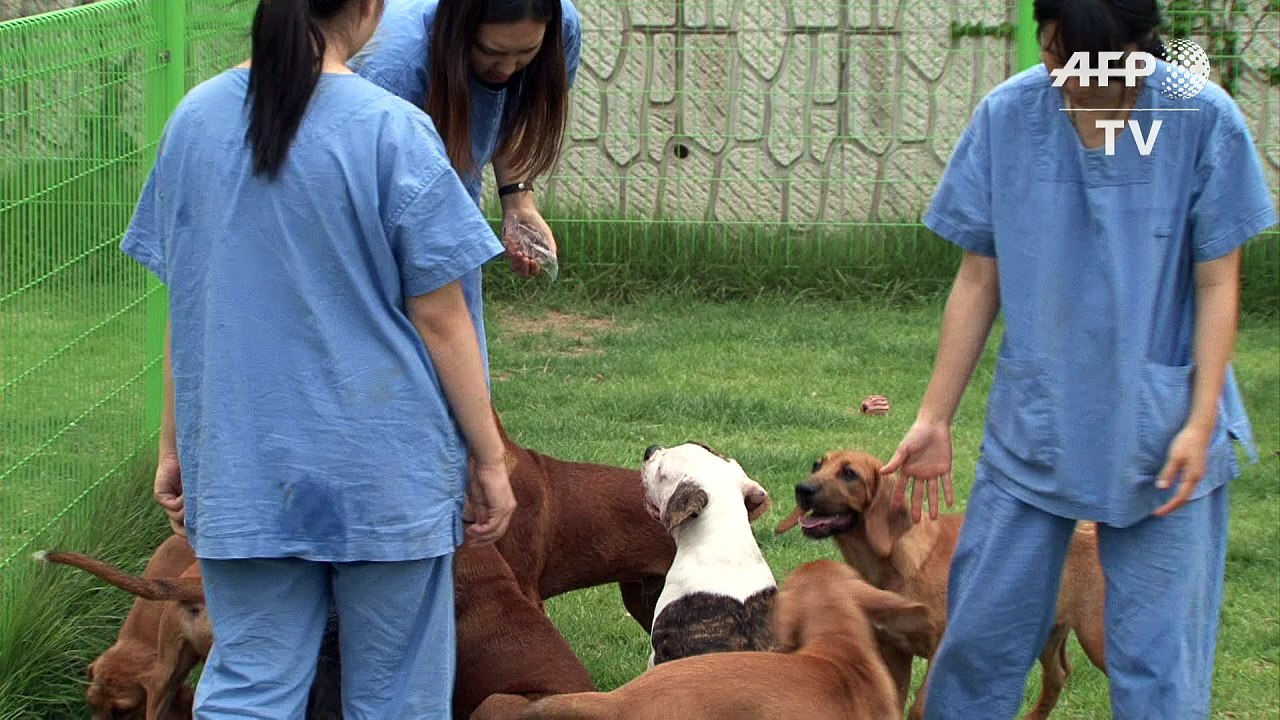 Fiffi wird unsterblich - Südkoreanisches Unternehmen klont Hunde