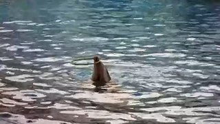 99.6.24 花蓮海洋公園海豚搖呼啦圈