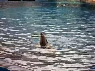 99.6.24 花蓮海洋公園海豚搖呼啦圈