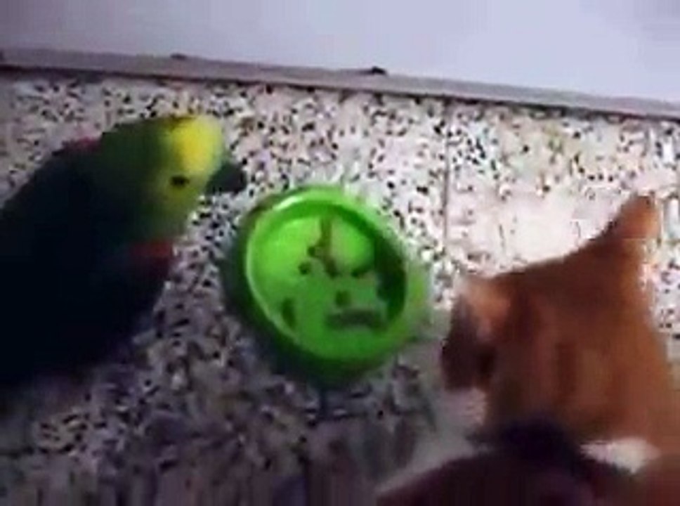 funny video-cat and parrot fighting-funny animal videos-top funny videos-funny cat