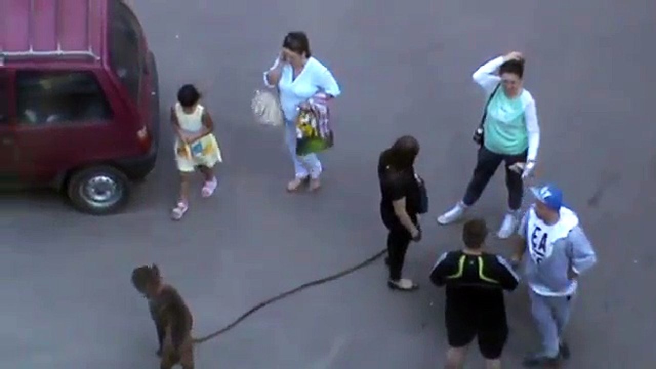 Девушка держит собаку за поводок, собака без на...