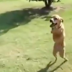 Um cachorro quase como os outros