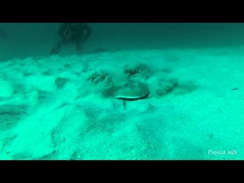 Electric Ray Buries Himself in the Sand