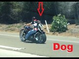 Patriotic Biker Straps His Dog to Motorcycle on 4th of July