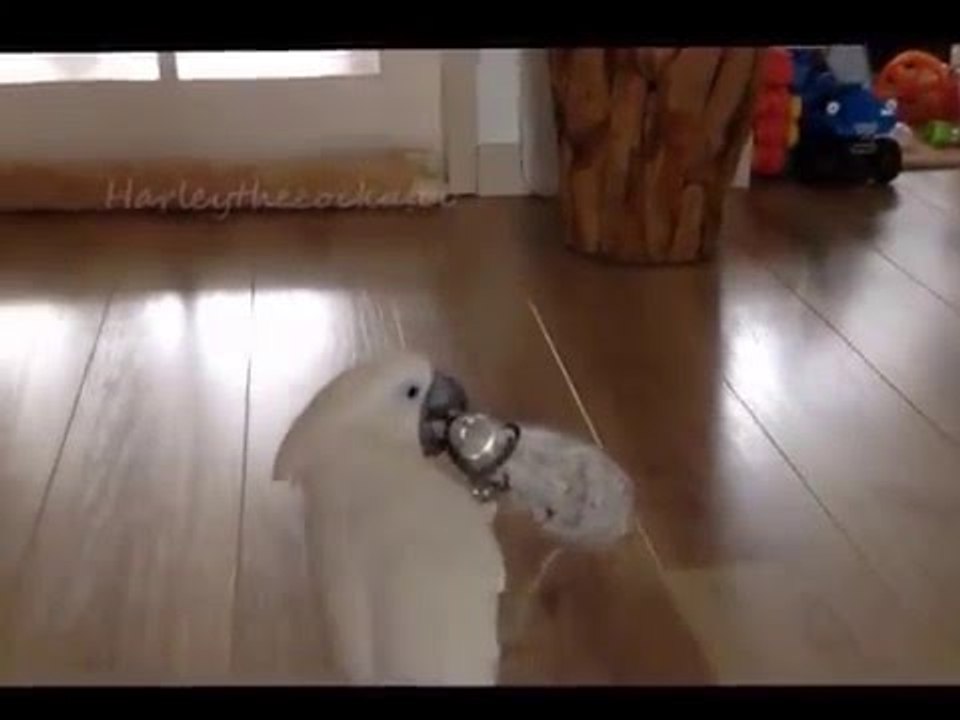 Harley the Cockatoo Expertly Extracts Nuts From Bottle