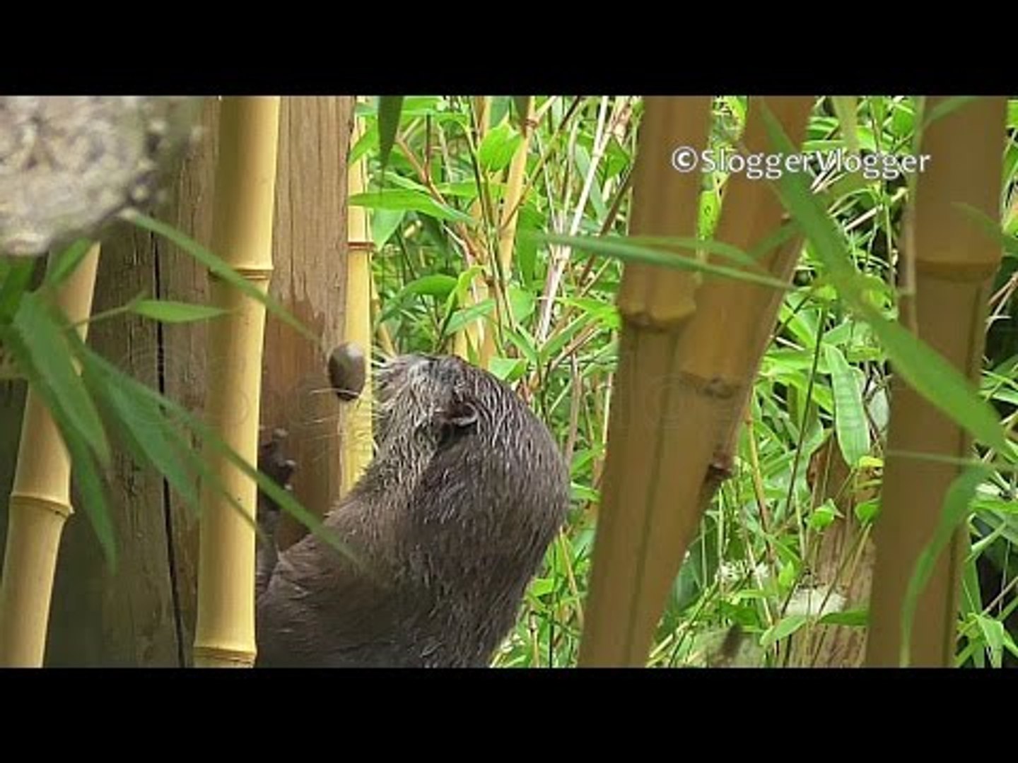 ⁣Otter Playing With Stone Is Otterly Adorable