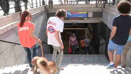 El Metro de Madrid abre sus puertas a los perros