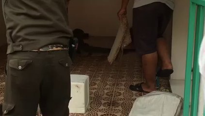 Giant Hissing Lizard