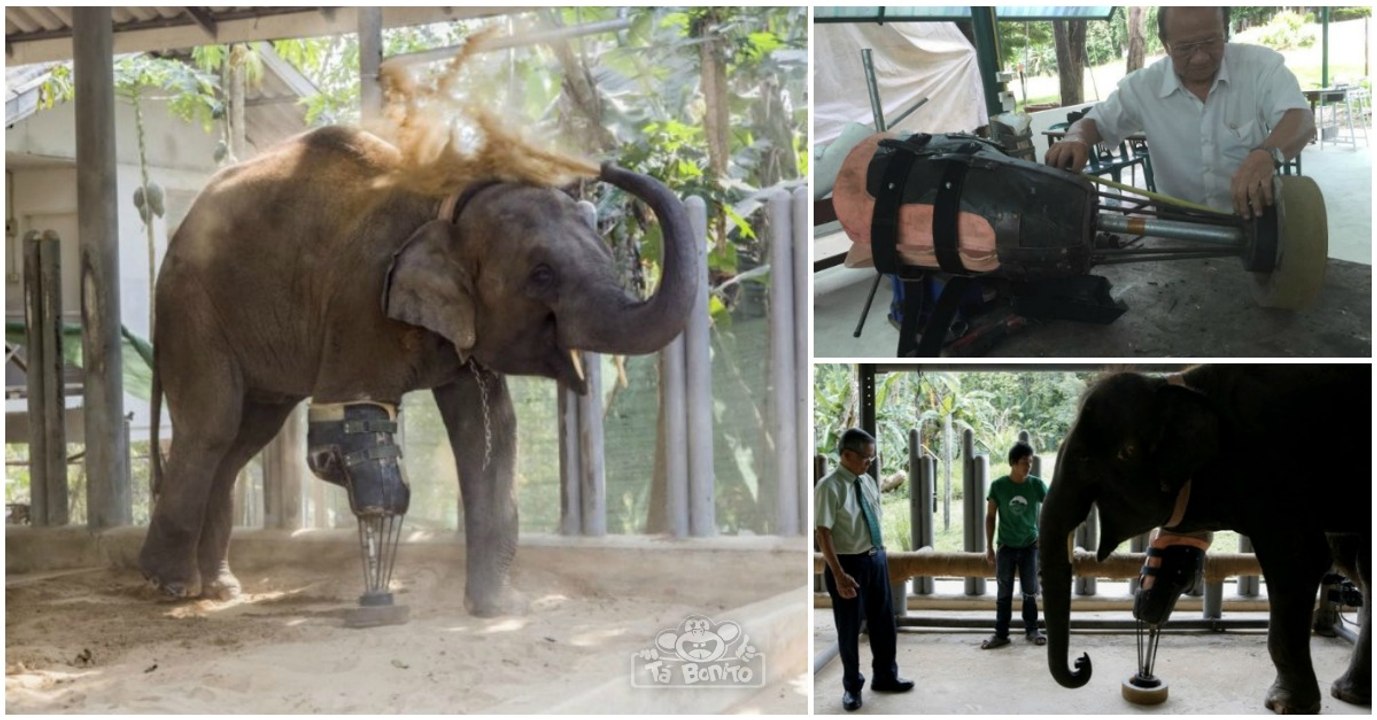 Criou prótese gigante para elefante que perdeu uma perna ao pisar uma mina