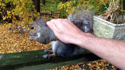 Groundhogs Chipmunks and Squirrels Oh My!_2
