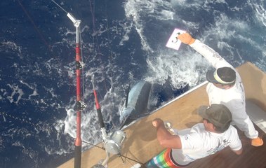 2016 Bermuda Billfish Blast - Day 2 Recap