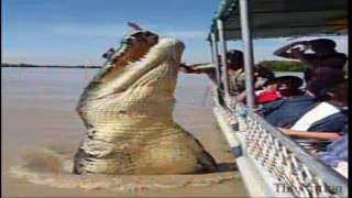 The biggest crocodile in the world recently discovered