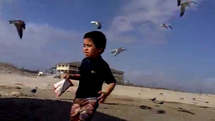 9 Reasons Why You Shouldn't Mess With Seagulls