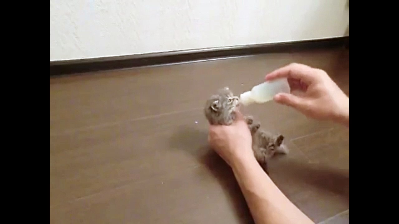 Маленькая жадина. Смешные приколы кошки