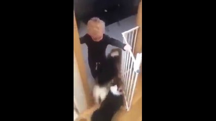 Коргикормитель. Смешные приколы собаки