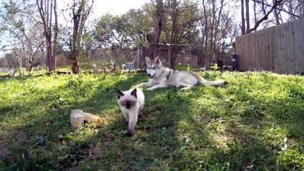 Кошковладелец. Смешные приколы собаки кошки