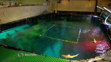 Paris aquarium successfully breeds blacktip sharks