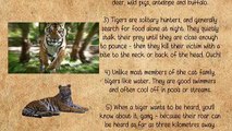 10 Fierce Facts About Tigers   Ten Tiger Facts   Interesting Facts #IF