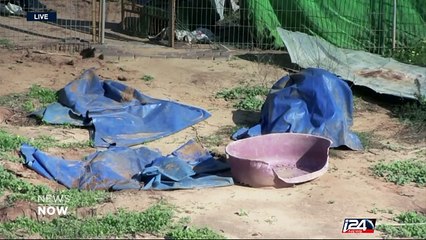 Dog fighting in the West Bank