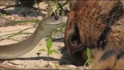 Lion VS Snake Fight to Death - Most Amazing Wild Animal Attacks