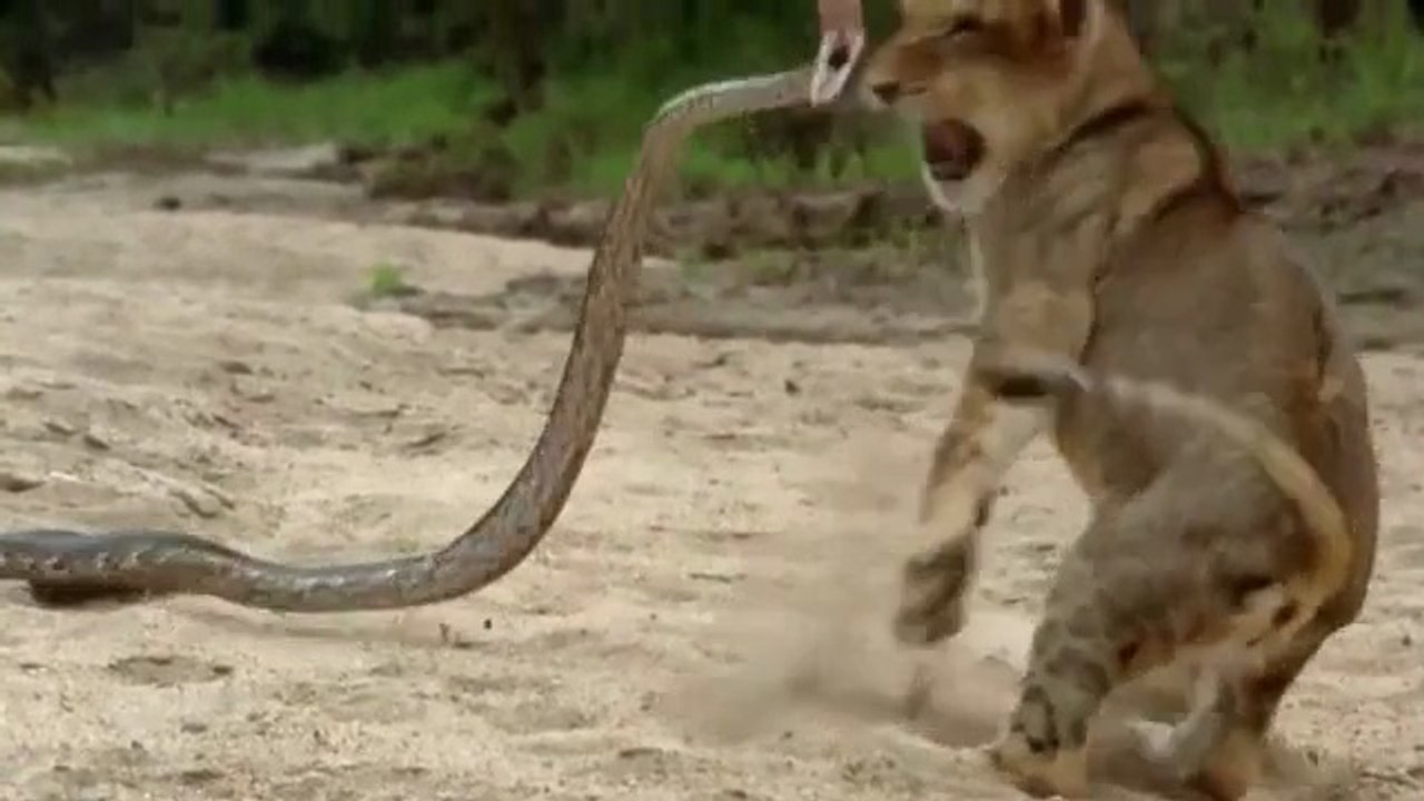 Python VS Lion - Python attack Lion