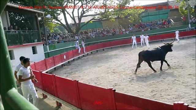 Manade Félix N.-Taureau GRASSET N°718-AIGUES-VIVES-Course-Camarguaise-2016-06-30