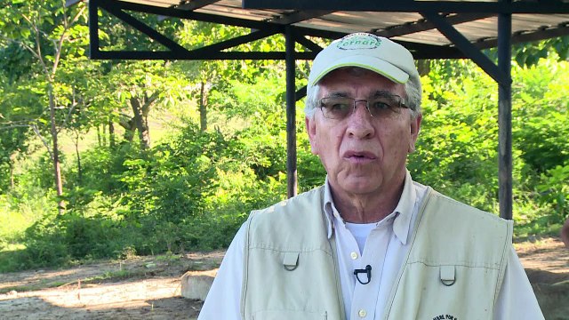 Hippos, Pablo Escobar's unusual legacy in Colombia