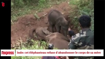 Inde: cet éléphanteau refuse d'abandonner le corps de sa mère hd