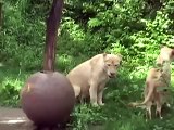 White Lions & Tigers Rare Roar Stalk Play