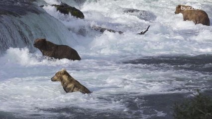 Bear Watching is Safer than Bird Watching on this Popular Live Stream