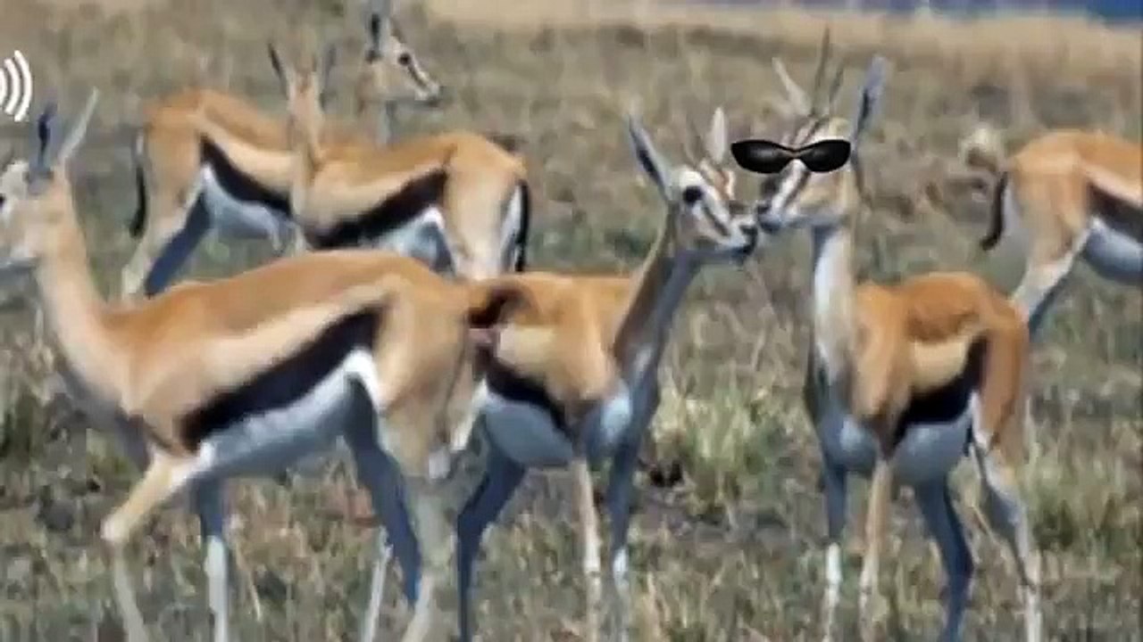 NEMUSTI JEZIK 1 GEPA VS KAVURMA