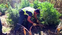 La Guardia Civil interviene más de 100.000 plantas de marihuana en los 10 primeros meses del año
