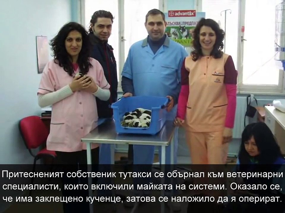 Майка героиня! Гертруд роди 17 кученца