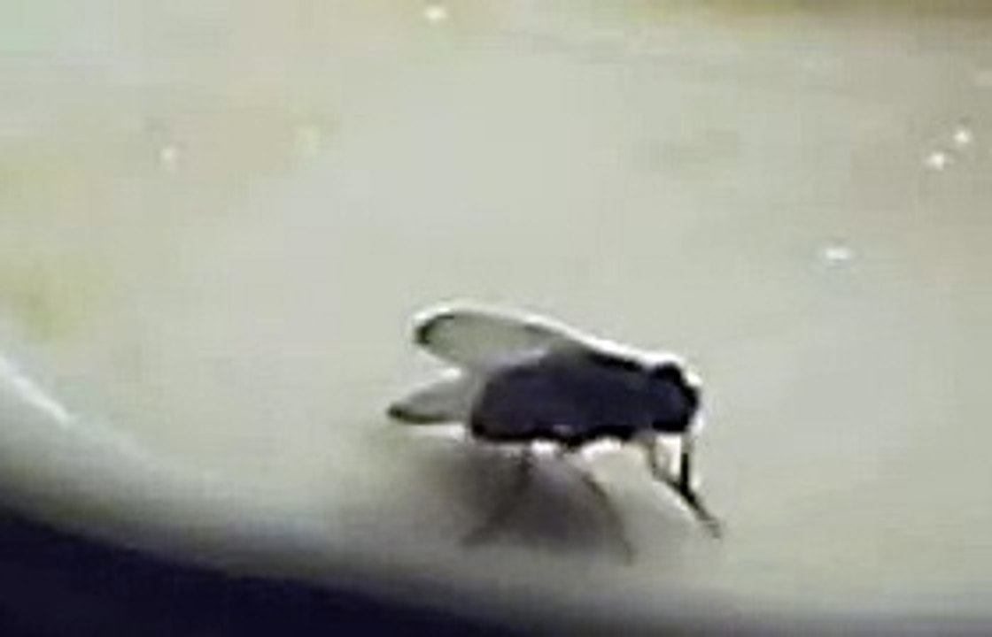 Fliege 1 2