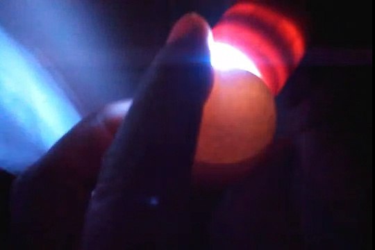 Candling Eggs: Day 10: Infertile, Bloodline, & Fertile