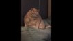 Fat Cat 'The Baron' Wakes Up From His Nap