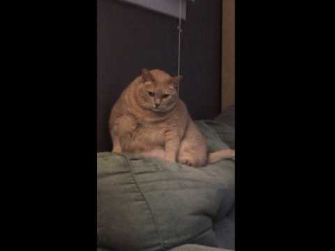 Fat Cat 'The Baron' Wakes Up From His Nap