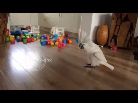 Harley the Cockatoo Enjoys Battling Plastic Cups