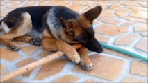 German Shepherd Puppy Dog Where did you find the stick
