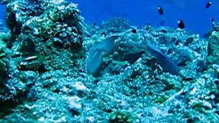 Diving Palau, Blue Corner (ダイビング　パラオ　ブルーコーナー） 20 March 2010