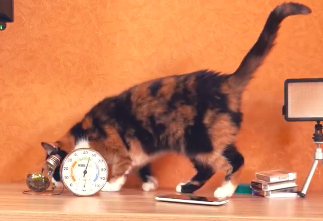 For cat lovers ( Also for haters )
