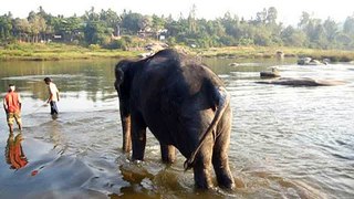 Sacred bathing elephant in Hampi n. 1, India, 27. 1. 2013