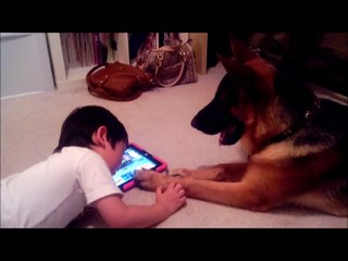 German Shepherd Puppy Dog learning how to play iPad